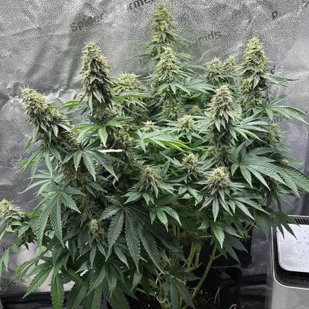 OG Kush - Zamnesia free seeds