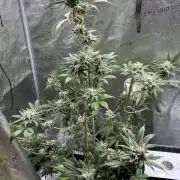 Pineaple Express First coco run