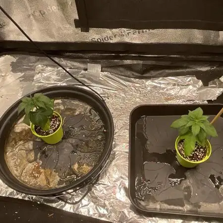 Pineaple Express First coco run