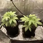 Pineaple Express First coco run