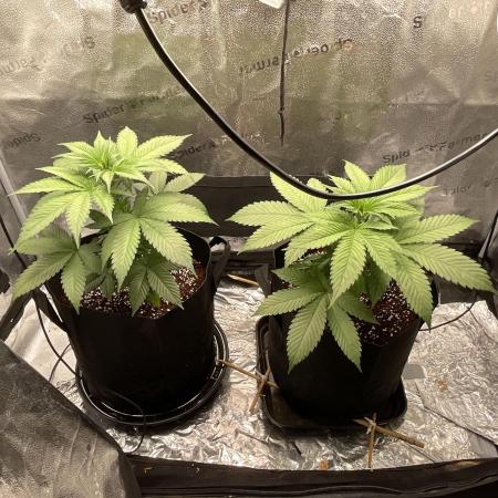 Pineaple Express First coco run