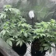 Pineaple Express First coco run