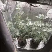 Pineaple Express First coco run