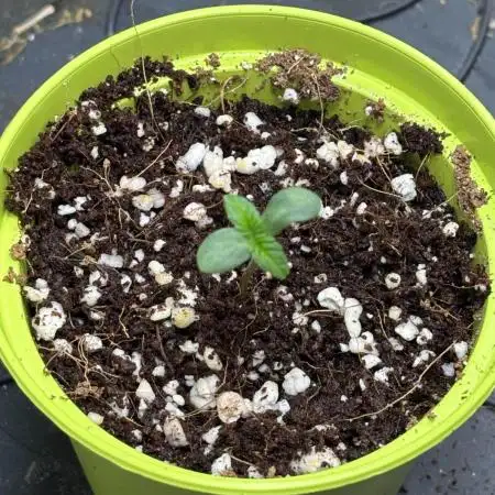 Pineaple Express First coco run