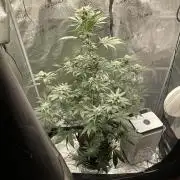 Pineaple Express First coco run