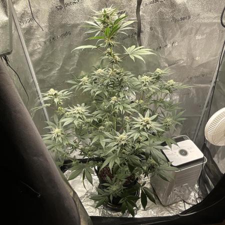 Pineaple Express First coco run