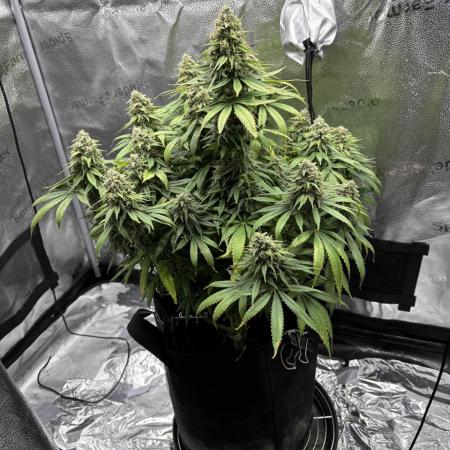 Strawberry Cough first run