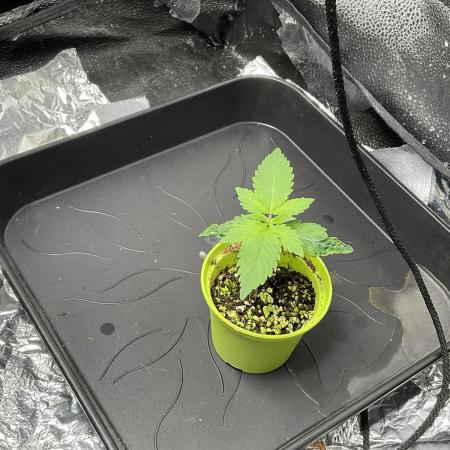 Pineaple Express First coco run