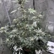 Pineaple Express First coco run