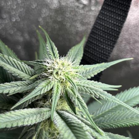 Pineaple Express First coco run