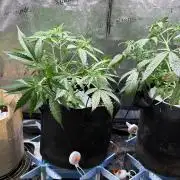 Amsterdam Amnesia: Dutch passion