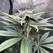 Pineaple Express First coco run