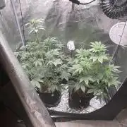 Pineaple Express First coco run