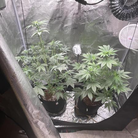 Pineaple Express First coco run