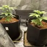 Pineaple Express First coco run