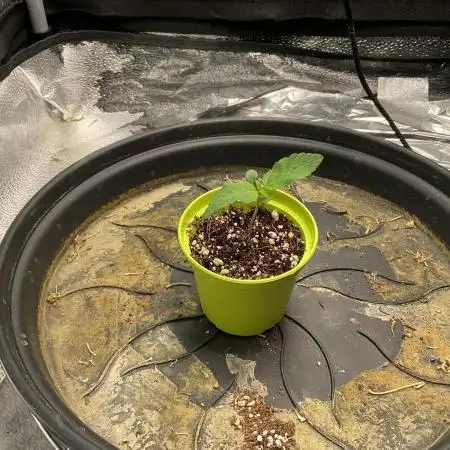 Pineaple Express First coco run
