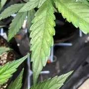 Amsterdam Amnesia: Dutch passion