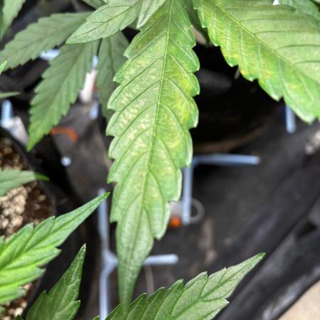 Amsterdam Amnesia: Dutch passion