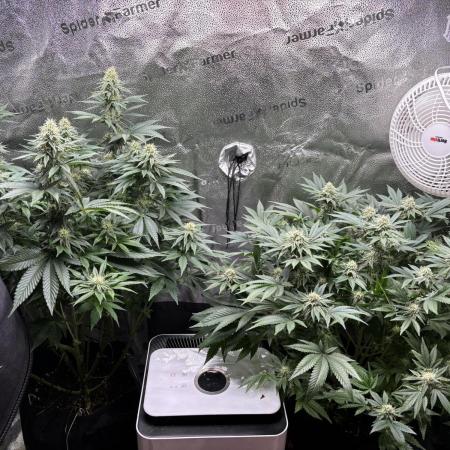 OG Kush - Zamnesia free seeds