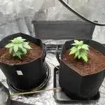 Pineaple Express First coco run