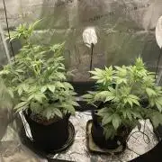 Pineaple Express First coco run