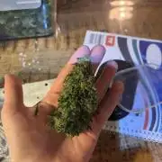 OG Kush - Zamnesia free seeds