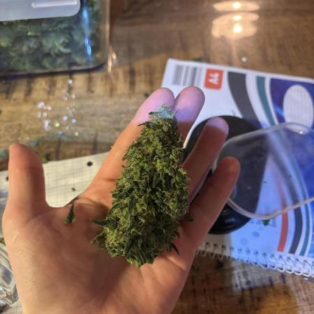 OG Kush - Zamnesia free seeds