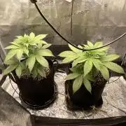 Pineaple Express First coco run