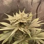 Pineaple Express First coco run