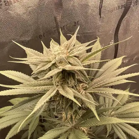 Pineaple Express First coco run