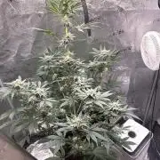 Pineaple Express First coco run