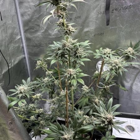 Pineaple Express First coco run