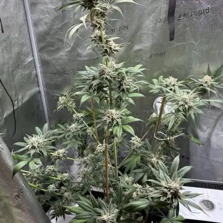 Pineaple Express First coco run