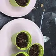 OG Kush - Zamnesia free seeds