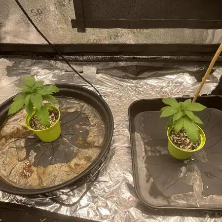 Pineaple Express First coco run