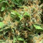 Orange sherbet - stardawg