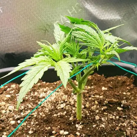 Auto Pablo Escobar Divine Seeds