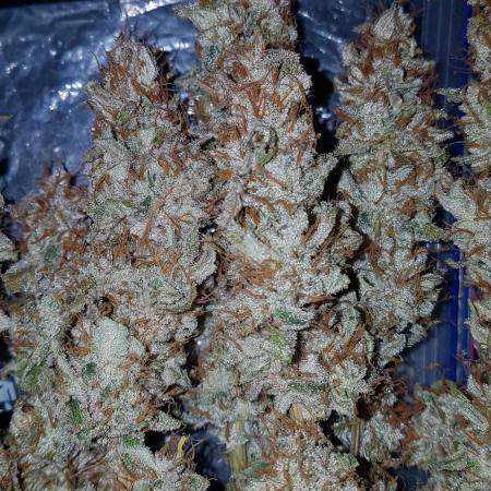 Auto Black Opium Divine Seeds