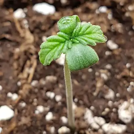 Auto Black Opium Divine Seeds