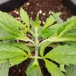 Auto Pablo Escobar Divine Seeds