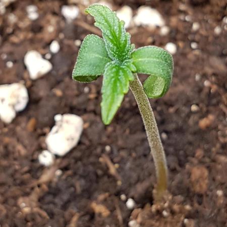 Auto Pablo Escobar Divine Seeds