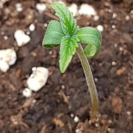Auto Pablo Escobar Divine Seeds