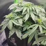 Auto Black Opium Divine Seeds