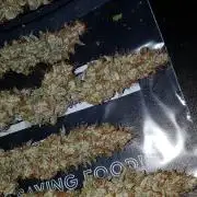 Auto Black Opium Divine Seeds