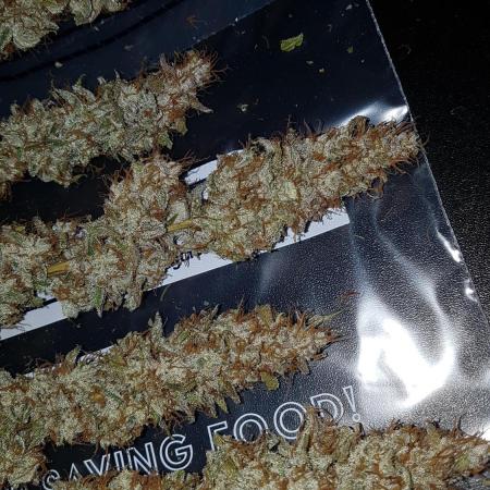 Auto Black Opium Divine Seeds