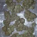 Auto Pablo Escobar Divine Seeds