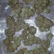 Auto Pablo Escobar Divine Seeds