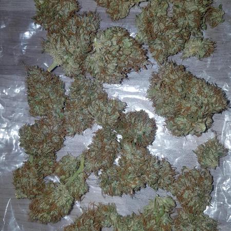 Auto Pablo Escobar Divine Seeds