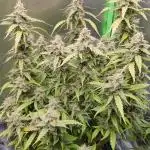 Auto Black Opium Divine Seeds