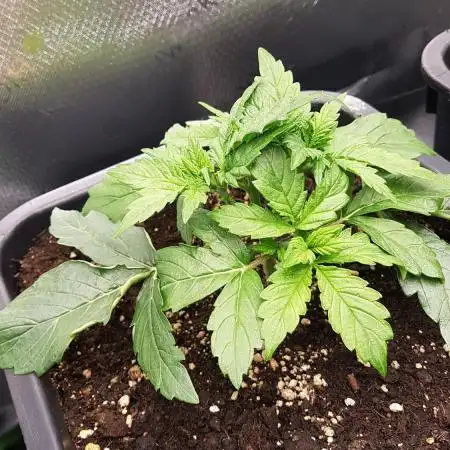 Auto Black Opium Divine Seeds